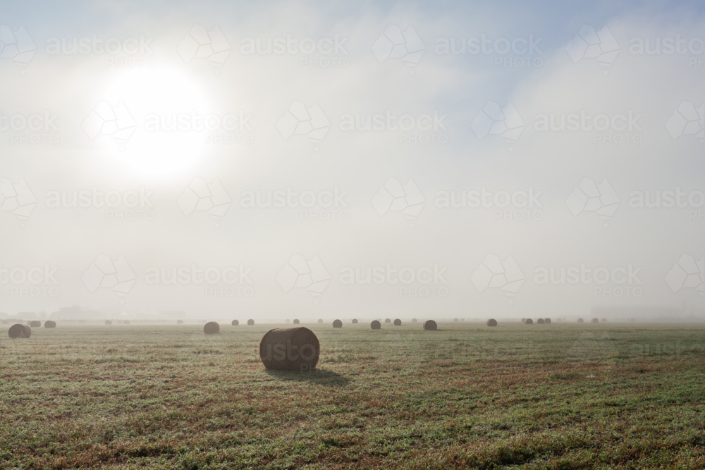 Mist rising off farmland paddock of harvested round hay bales on farm - Australian Stock Image