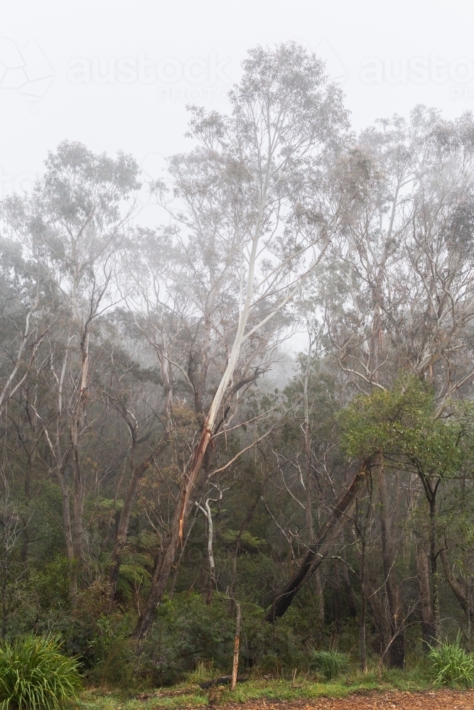 Mist surrounding eucalyptus tree branches in Blue Mountains - Australian Stock Image