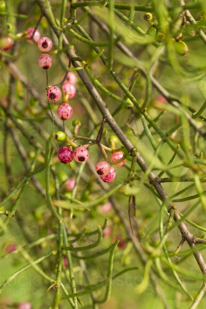 Mistletoe berries - Australian Stock Image