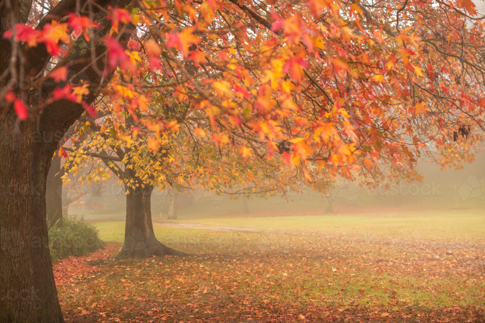 Misty autumn morning in Centennial Park - Australian Stock Image
