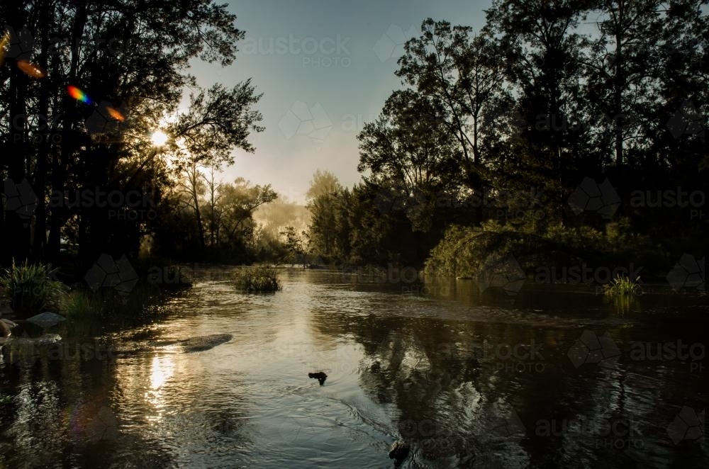 Misty creek scene at dawn - Australian Stock Image