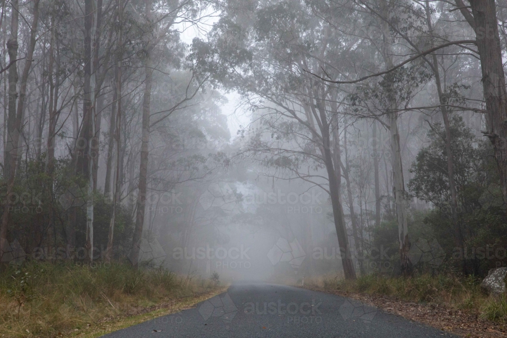 Misty early morning on country road through gum trees - Australian Stock Image