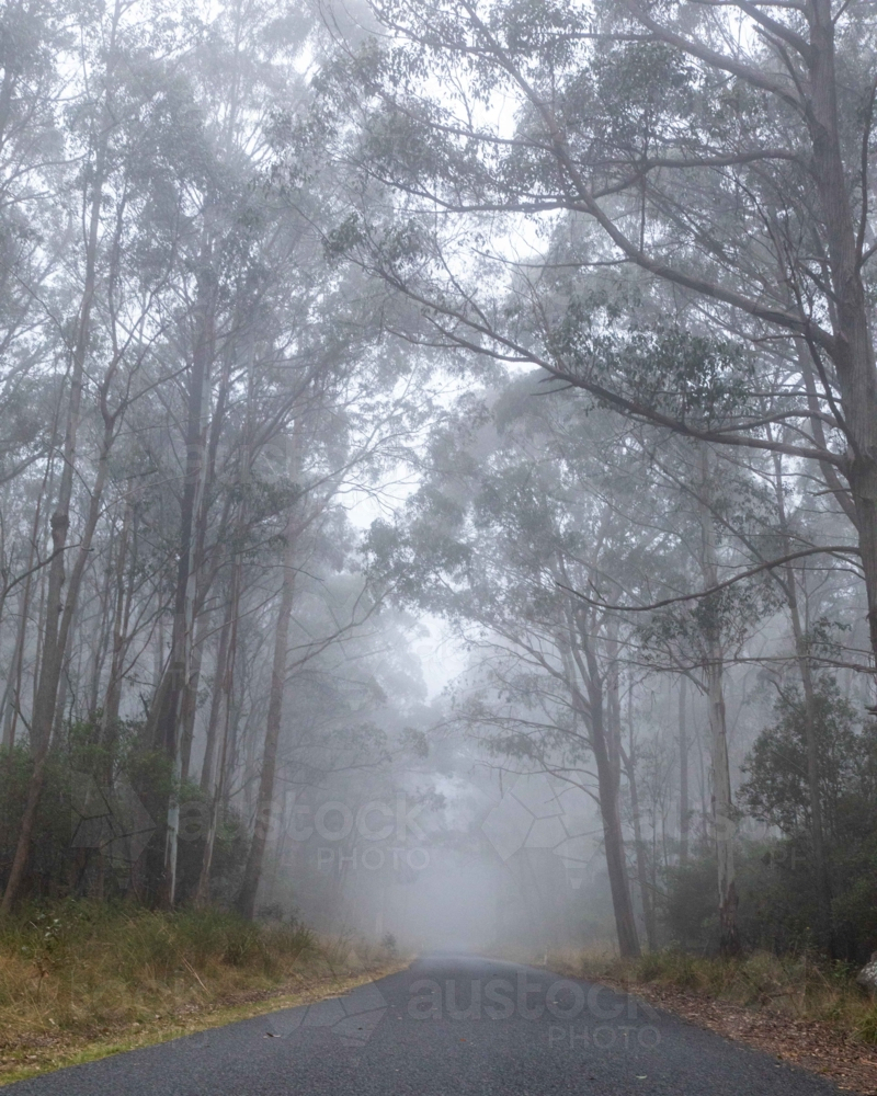 Image of Misty early morning on country road through gum trees ...