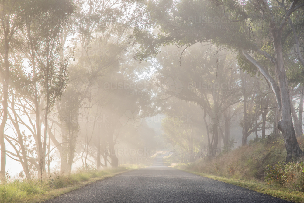 Misty early mornings, and country roads - Australian Stock Image