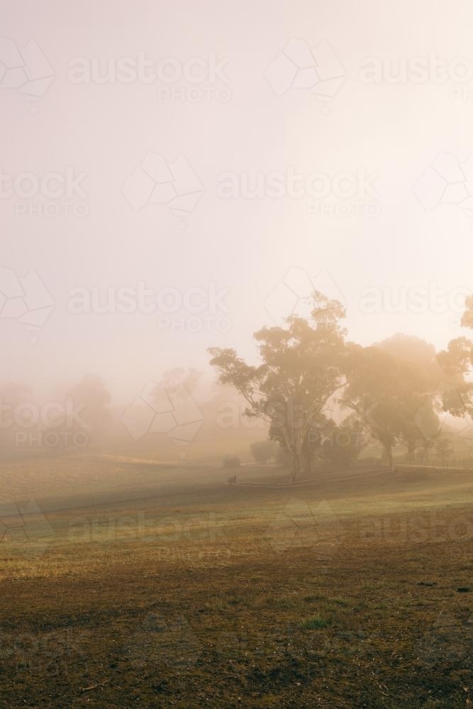 Misty eerie fog on a rural farm, with gum trees in the distance - Australian Stock Image