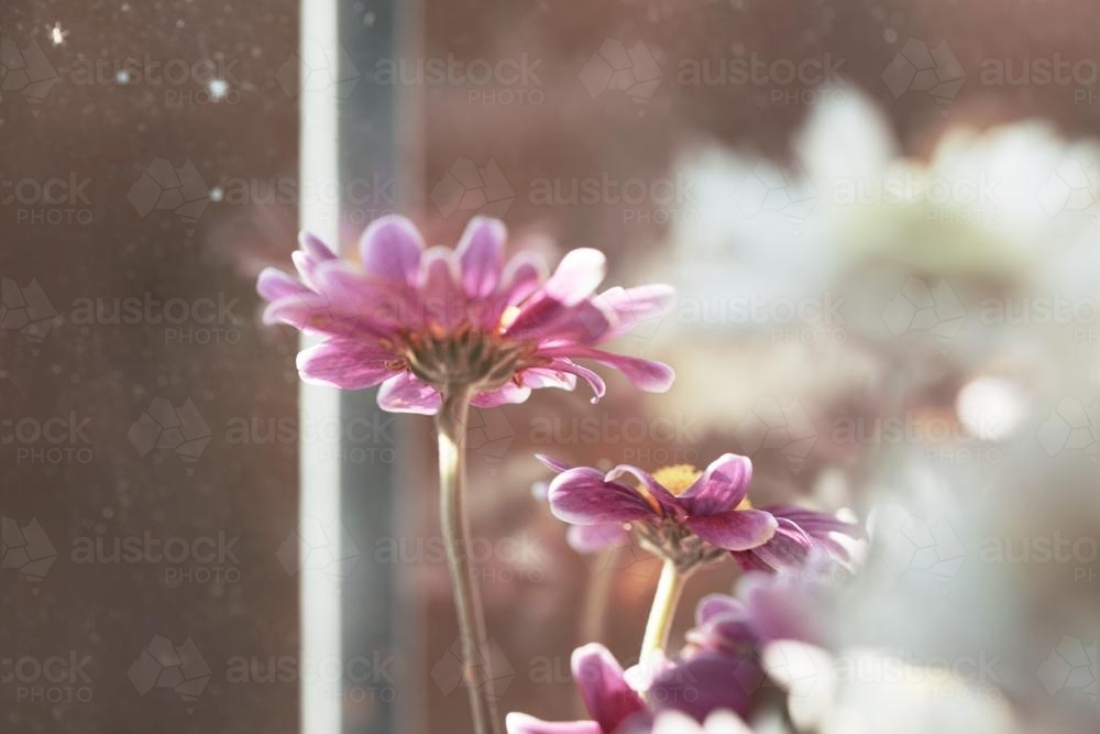 Misty Flowers - Australian Stock Image
