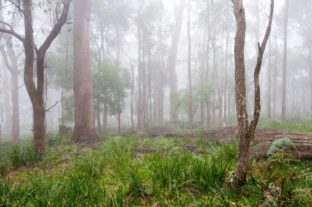 Misty forest with tree trunks - Australian Stock Image