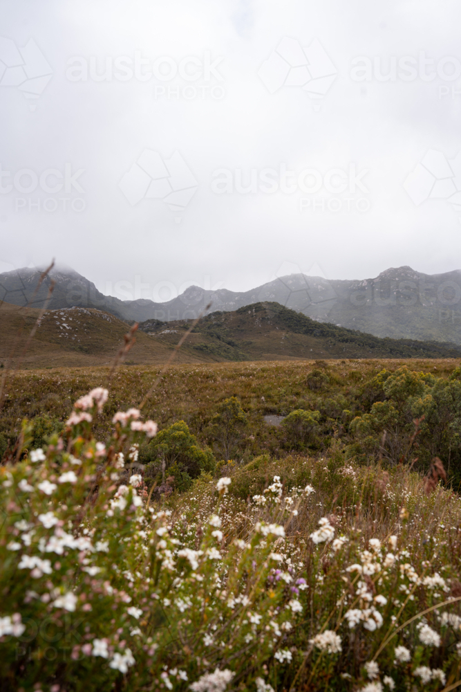 Misty grassland mountains on Tasmania's West coast - Australian Stock Image