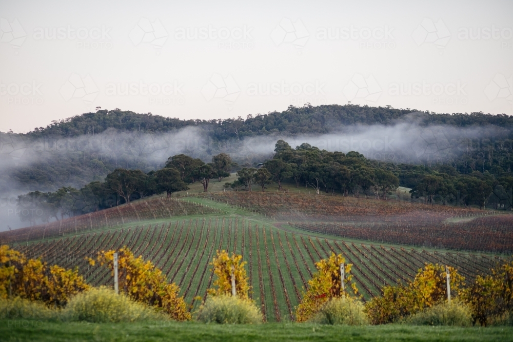 Misty Morning amongst the Vines - Australian Stock Image