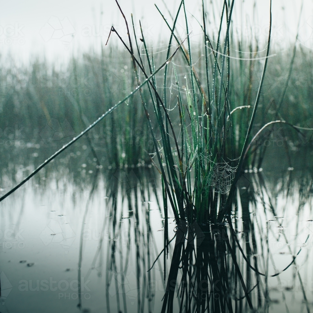 Misty morning beside a river with calm water, reeds and spider webs - Australian Stock Image