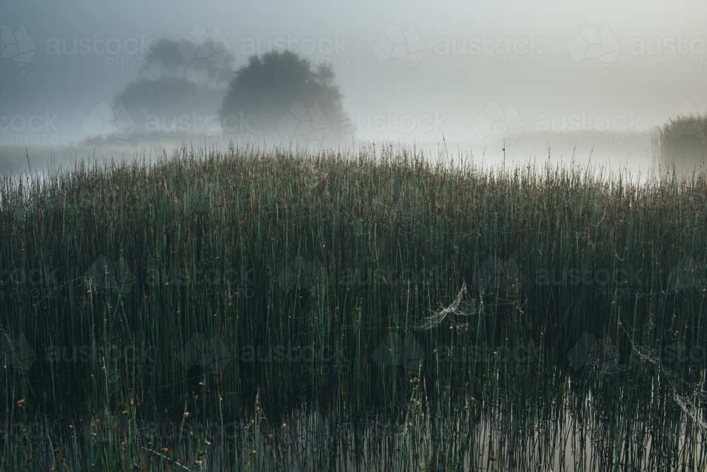 Misty morning beside a river with calm water, reeds and trees - Australian Stock Image