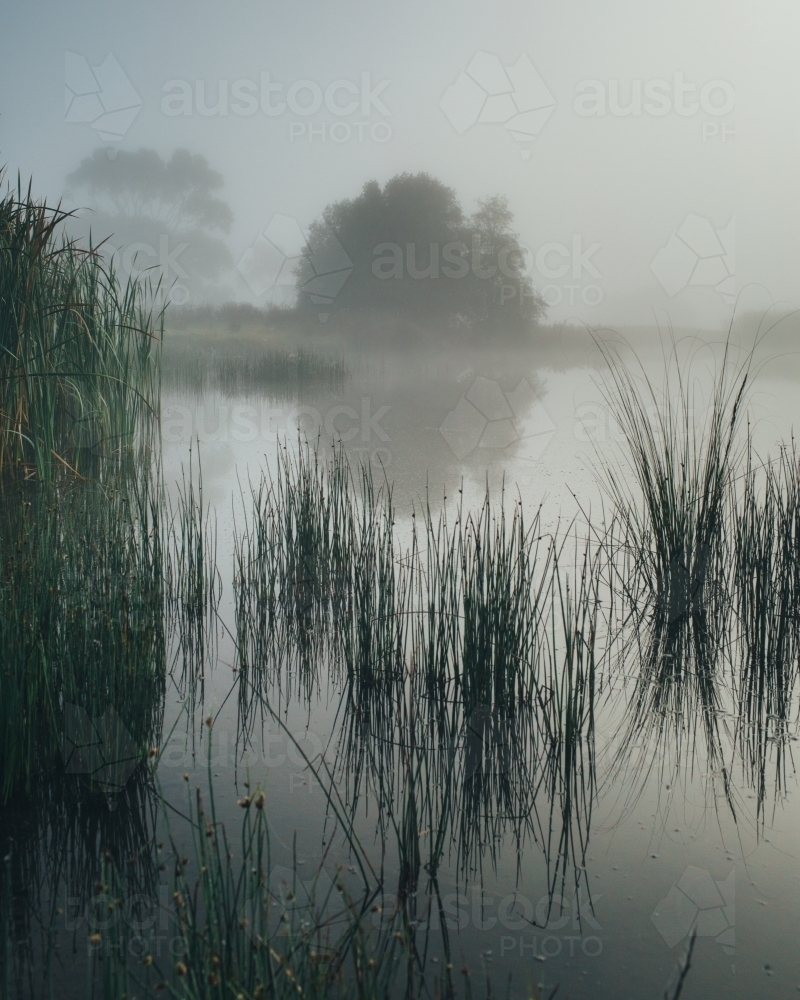 Misty morning beside a river with calm water, reeds and trees - Australian Stock Image