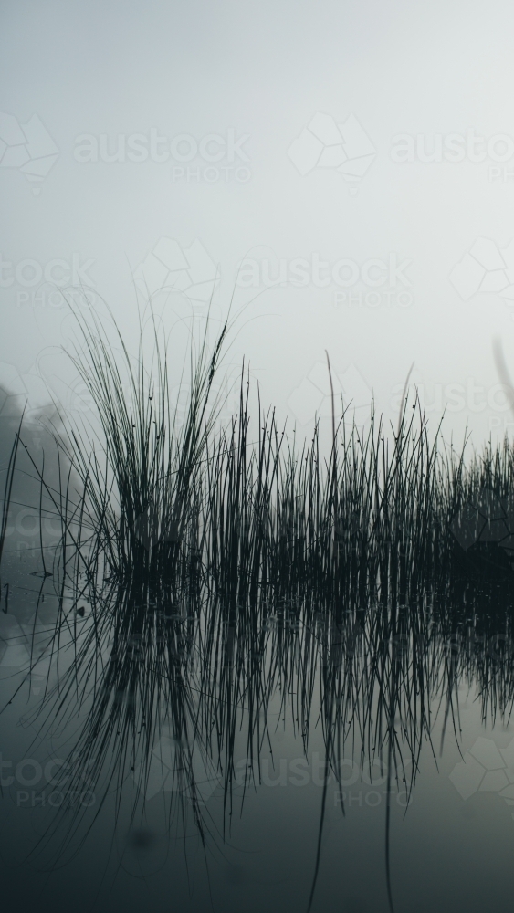 Misty morning beside a river with calm water, reeds and trees - Australian Stock Image