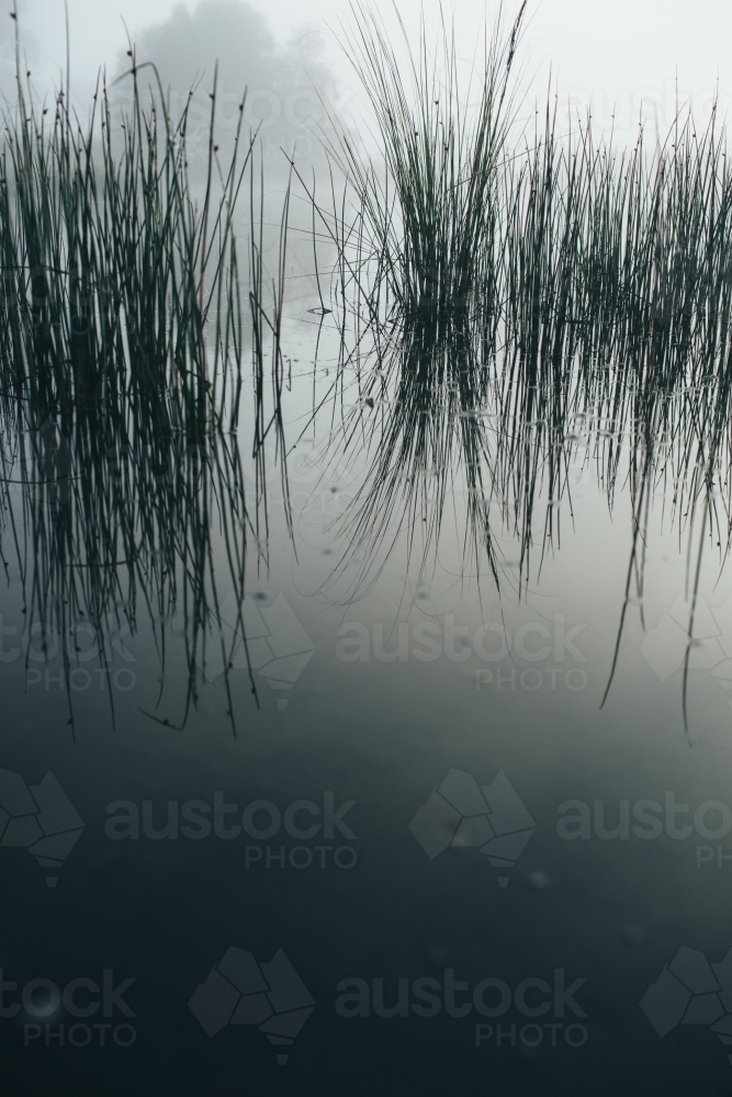 Misty morning beside a river with calm water, reeds and trees - Australian Stock Image