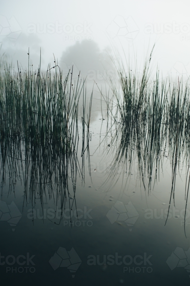 Misty morning beside a river with calm water, reeds and trees - Australian Stock Image