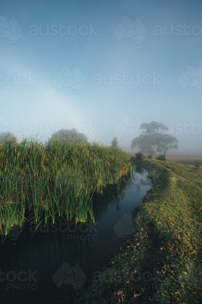 Misty morning beside a river with calm water, reeds and trees - Australian Stock Image
