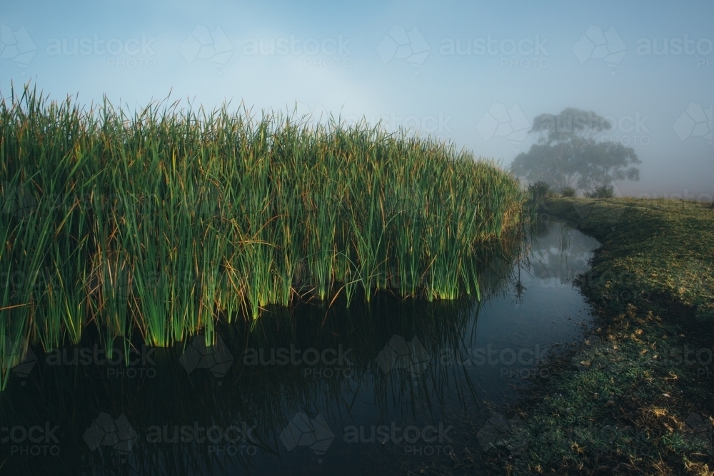 Misty morning beside a river with calm water, reeds and trees - Australian Stock Image