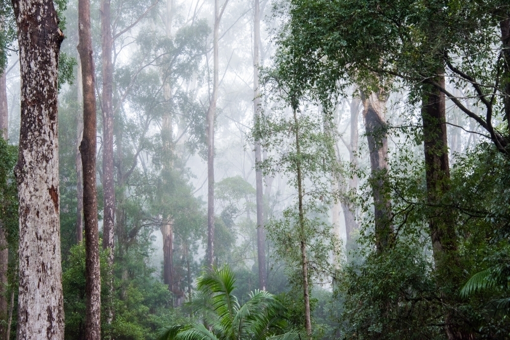 Misty morning in the rainforest looking at the trees - Australian Stock Image