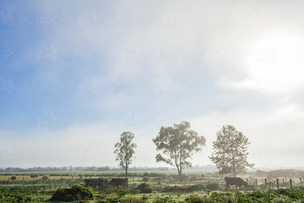 Misty morning on a farm with cattle in green paddock shrouded in foggy cloud - Australian Stock Image