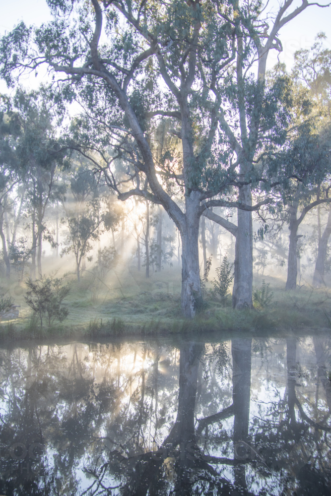 misty morning sunrays over a small dam through gum tree branches - Australian Stock Image