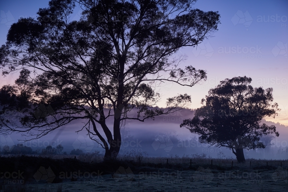 Misty morning with silhouetted trees in paddock - Australian Stock Image