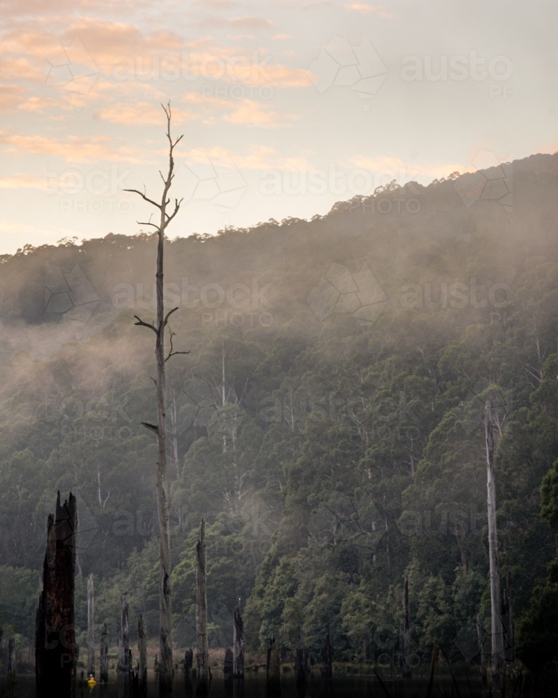 Misty Sunrise Over a Rainforest Lake - Australian Stock Image