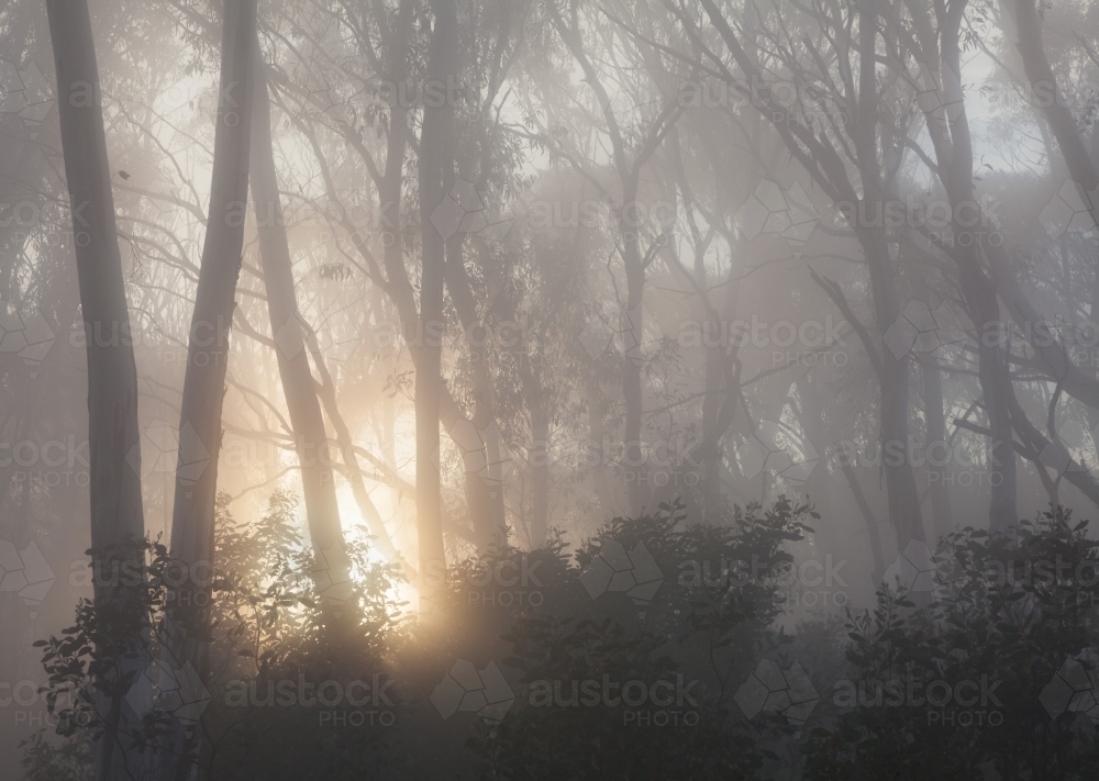 Misty sunrise through forest trees - Australian Stock Image