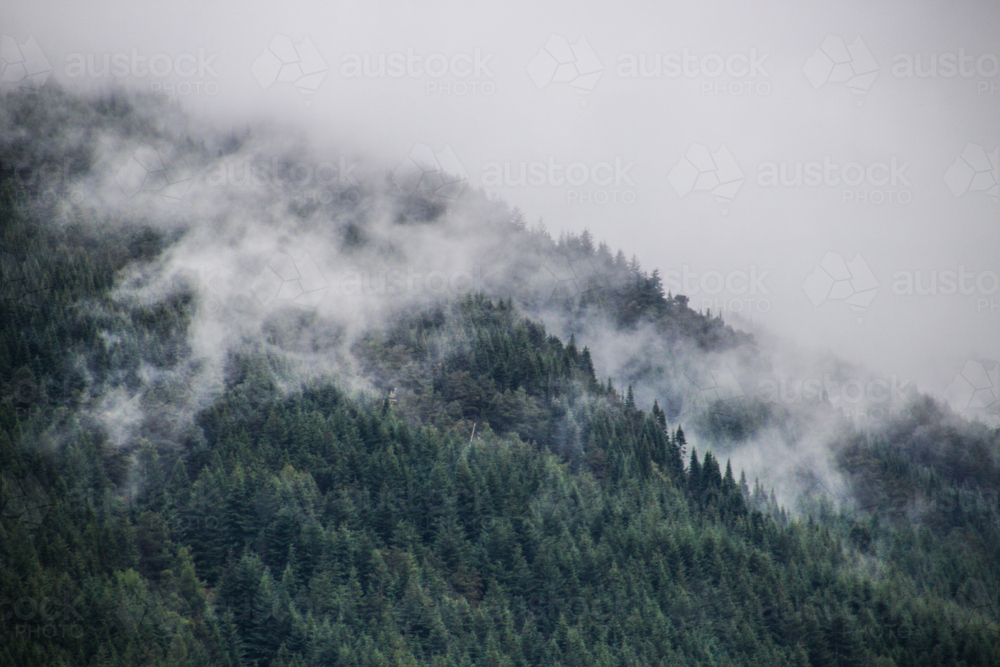 misty trees - Australian Stock Image