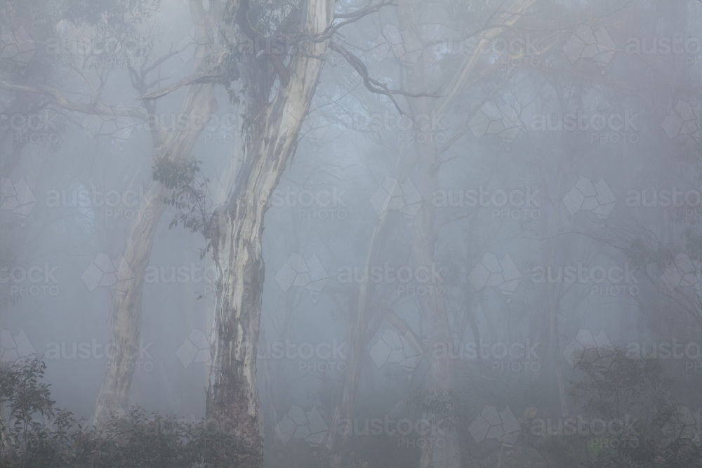 Misty trees in forest - Australian Stock Image