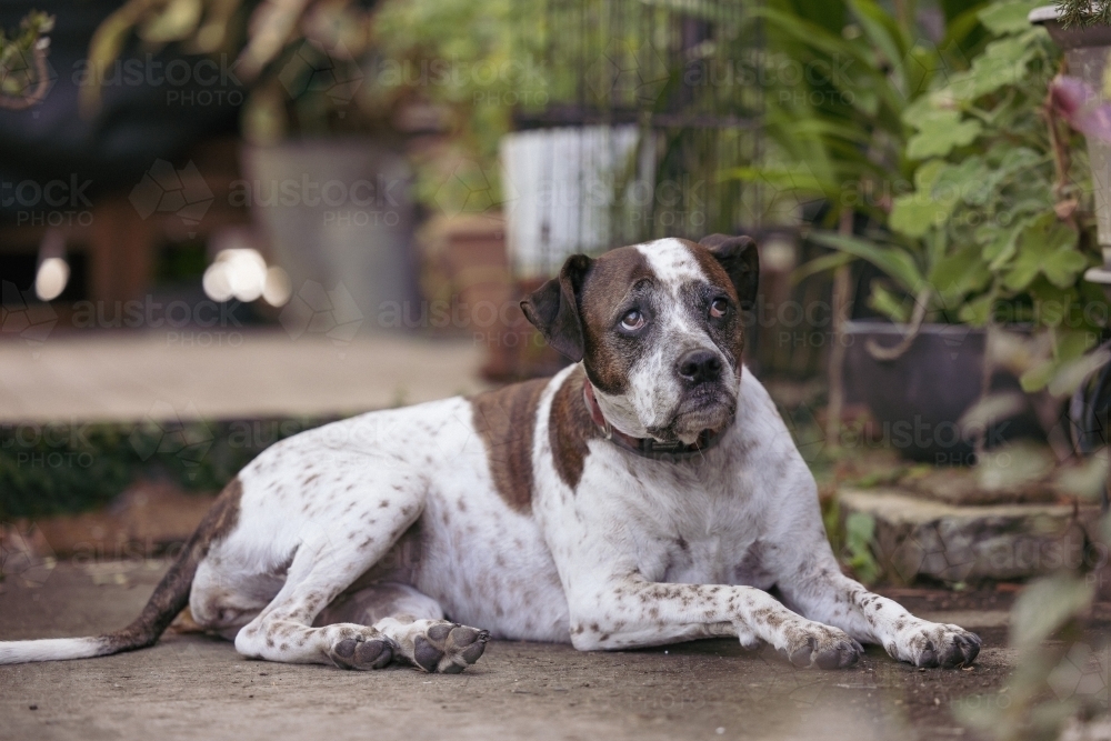 Mixed breed dog sitting on front porch of house surrounded by plants - Australian Stock Image