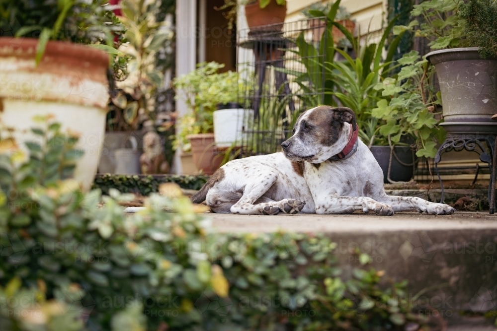 Mixed breed dog sitting on front porch of house surrounded by plants - Australian Stock Image