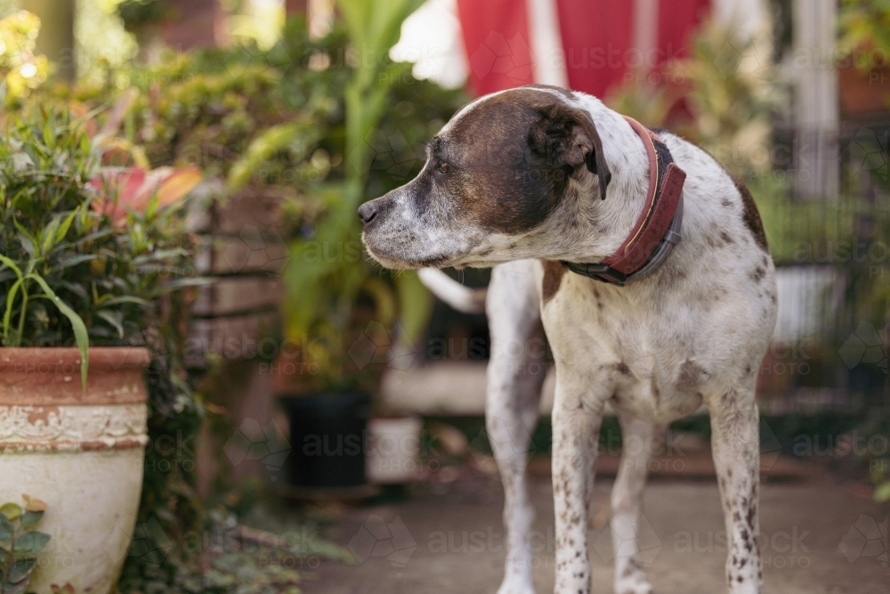 Mixed breed dog standing on front porch of house surrounded by plants - Australian Stock Image