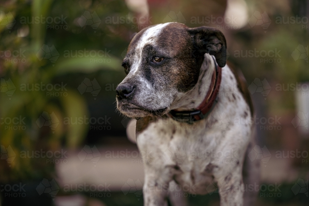 Mixed breed dog standing on front porch of house surrounded by plants - Australian Stock Image