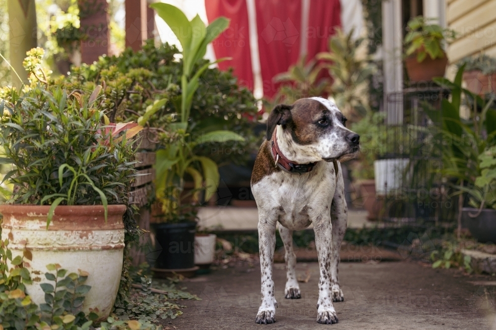 Mixed breed dog standing on front porch of house surrounded by plants - Australian Stock Image