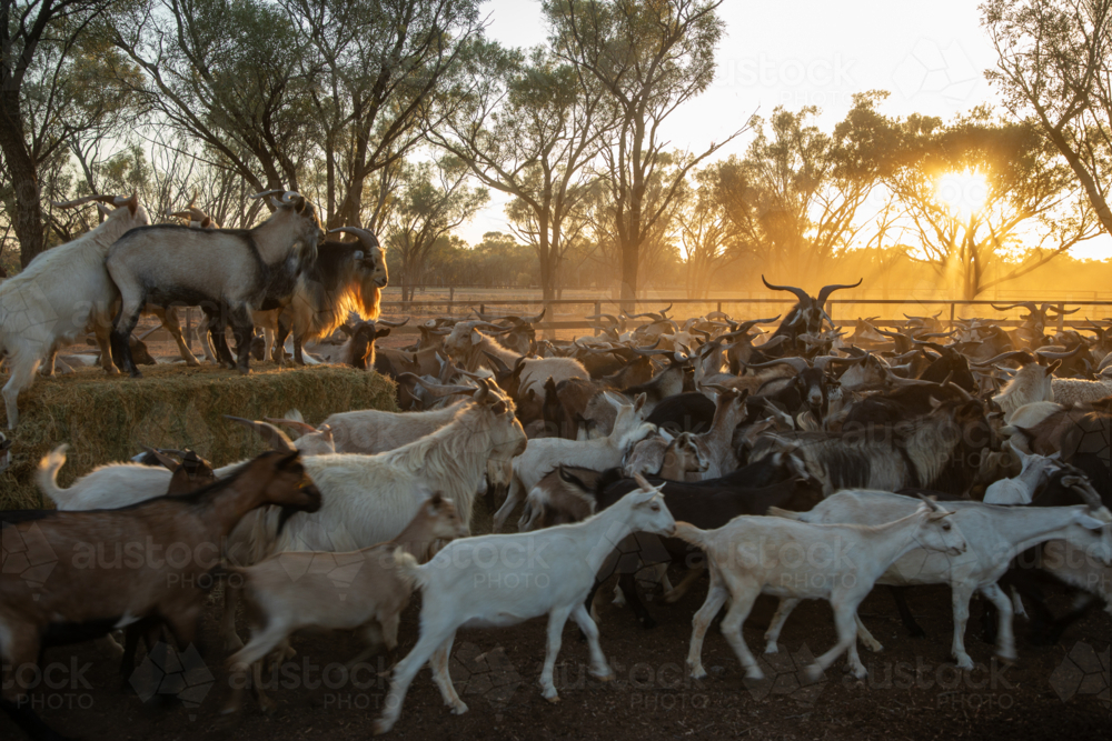 Mixed mob of rangeland goats yarded up - Australian Stock Image