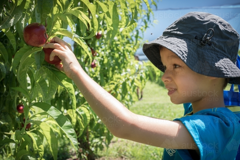 Mixed race little boy picks fruit on an orchard farm - Australian Stock Image