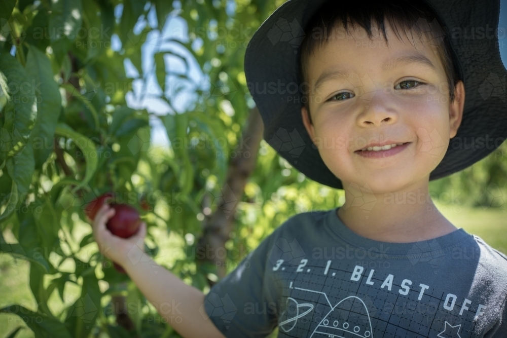 Mixed race little boy picks fruit on an orchard farm - Australian Stock Image