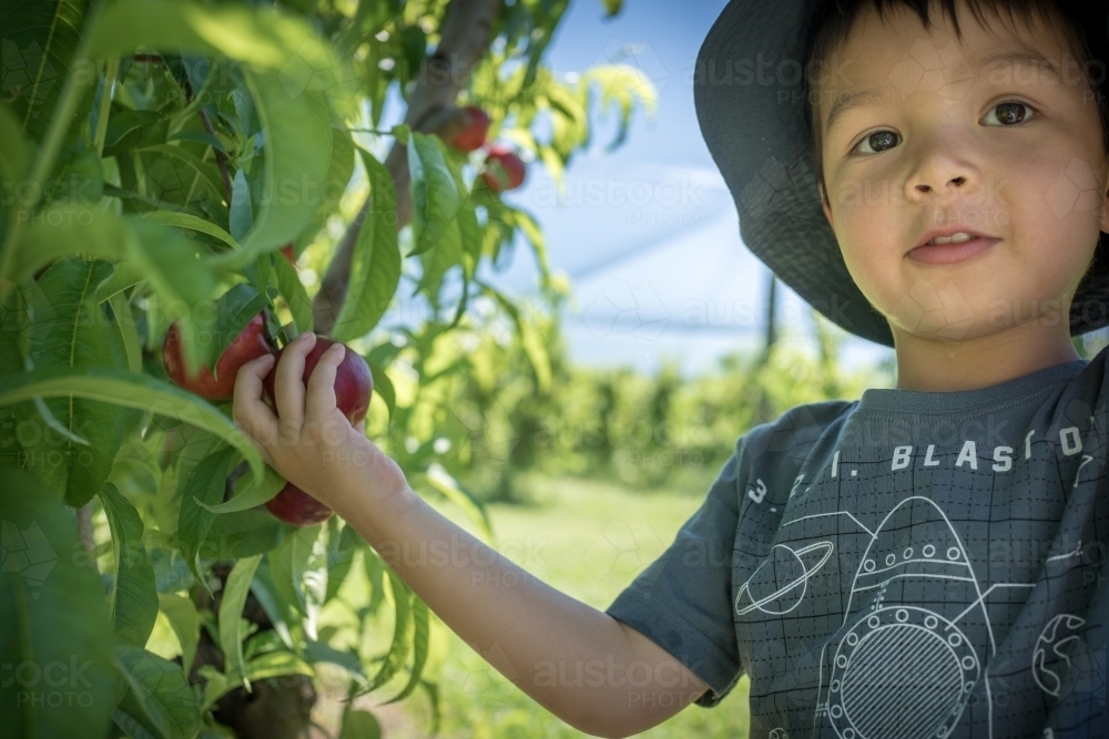 Mixed race little boy picks fruit on an orchard farm - Australian Stock Image