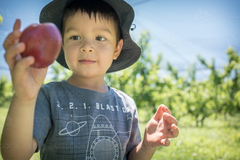 Image Of Mixed Race Little Boy Picks Fruit On An Orchard Farm Austockphoto