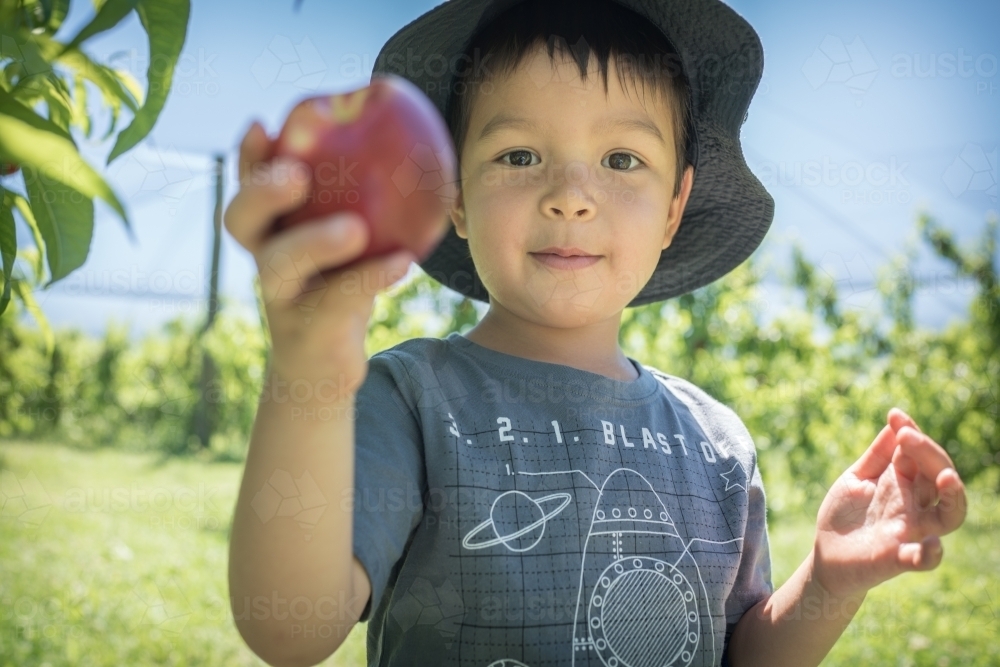 Mixed race little boy picks fruit on an orchard farm - Australian Stock Image