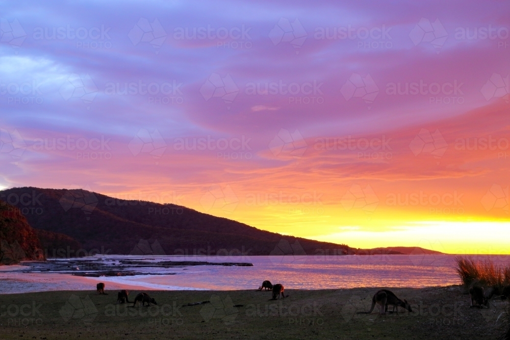Mob of 7 eastern grey kangaroos grazing on the grass at Depot Beach under a stunning sunset. - Australian Stock Image