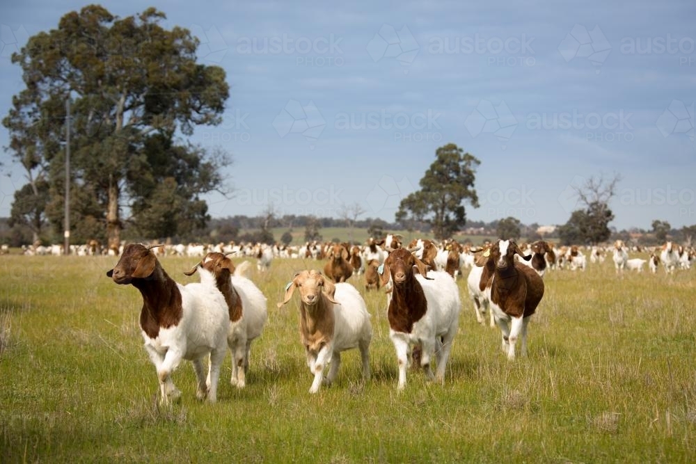 Mob of Boer goats in farmland pasture - Australian Stock Image