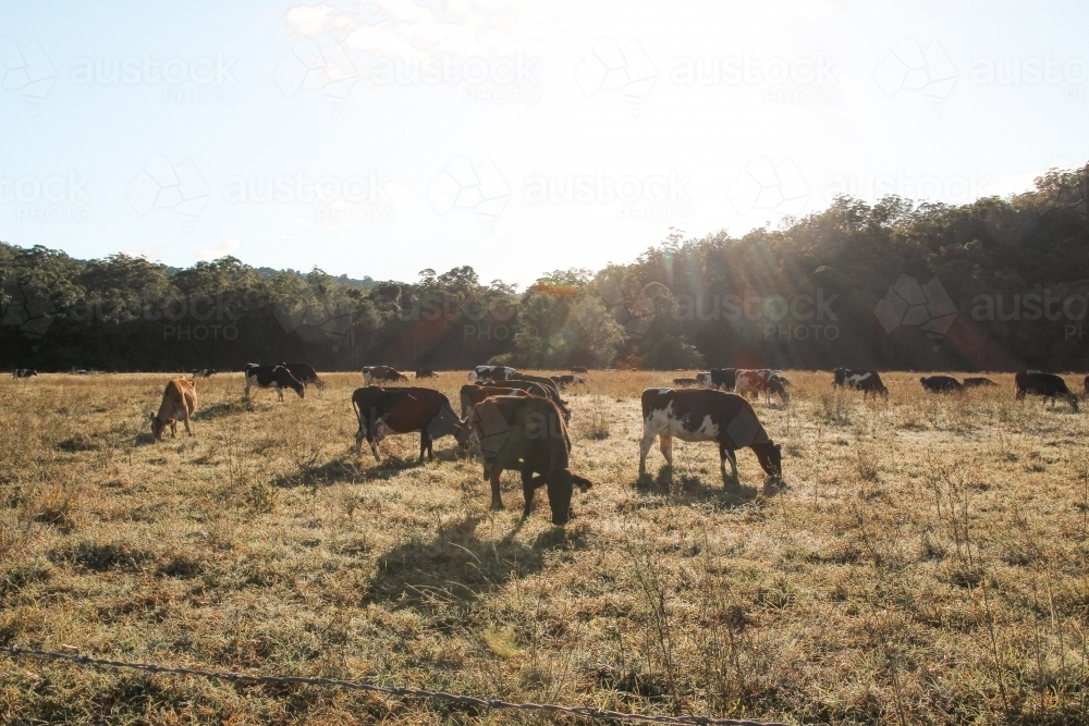 Mob of cattle in paddock at sunrise - Australian Stock Image