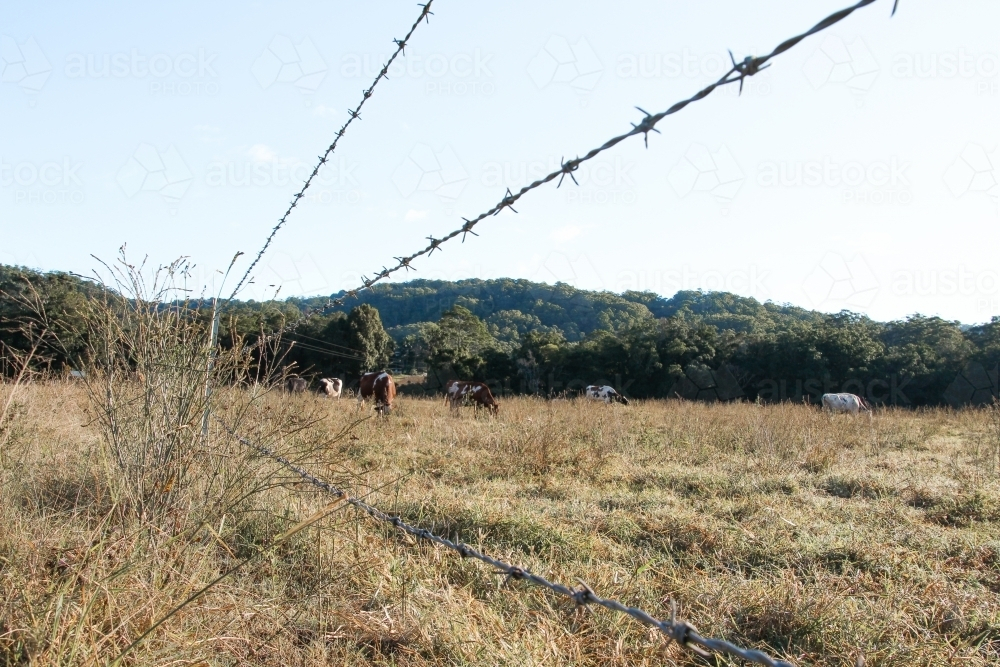 Mob of cattle in paddock at sunrise - Australian Stock Image