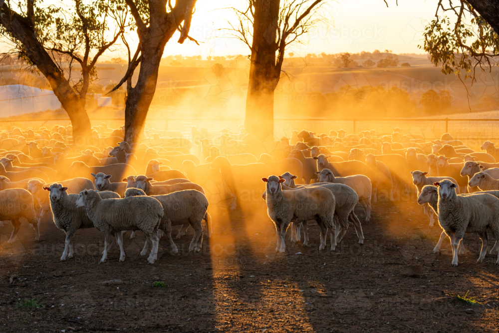 Mob of crossbred lambs in a dusty pen at sunset - Australian Stock Image