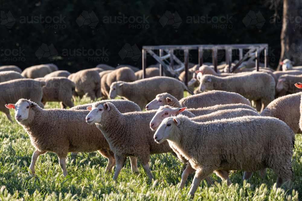 Mob of crossbred lambs looking front on at sunset - Australian Stock Image