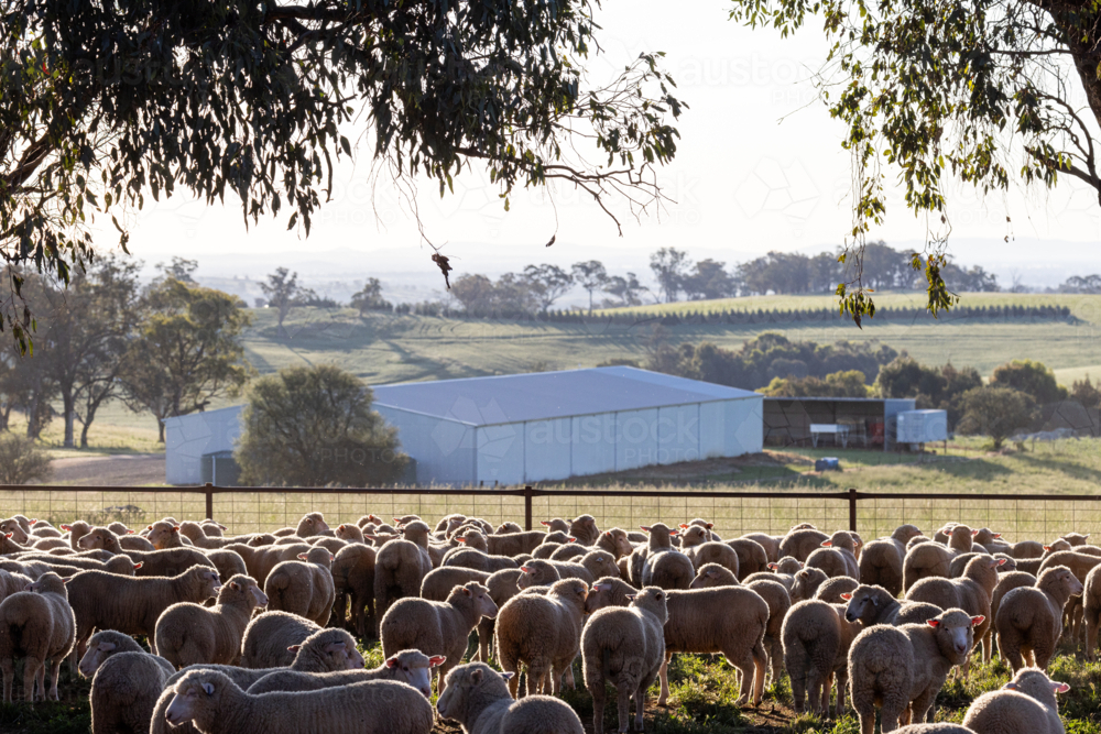Mob of crossbred lambs with shed in the background - Australian Stock Image