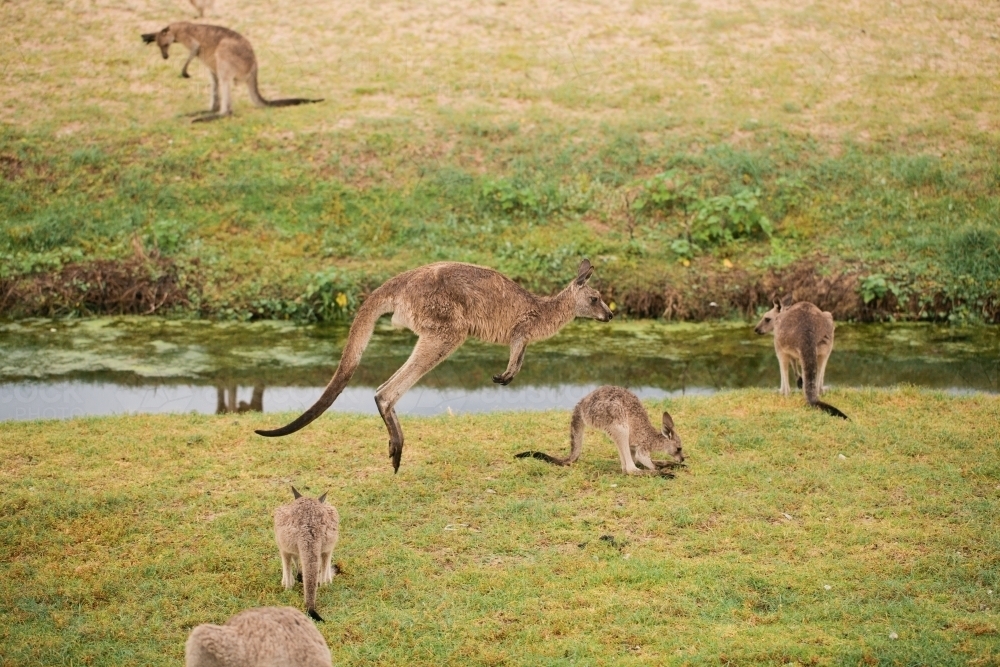 Mob of kangaroos - Australian Stock Image