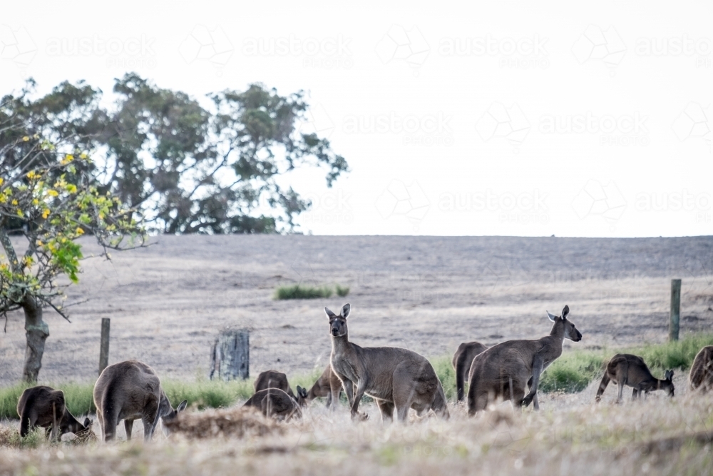Mob of Kangaroos feeding in a open field in the afternoon light - Australian Stock Image