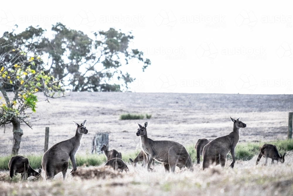 Mob of kangaroos in a paddock in soft lighting - Australian Stock Image